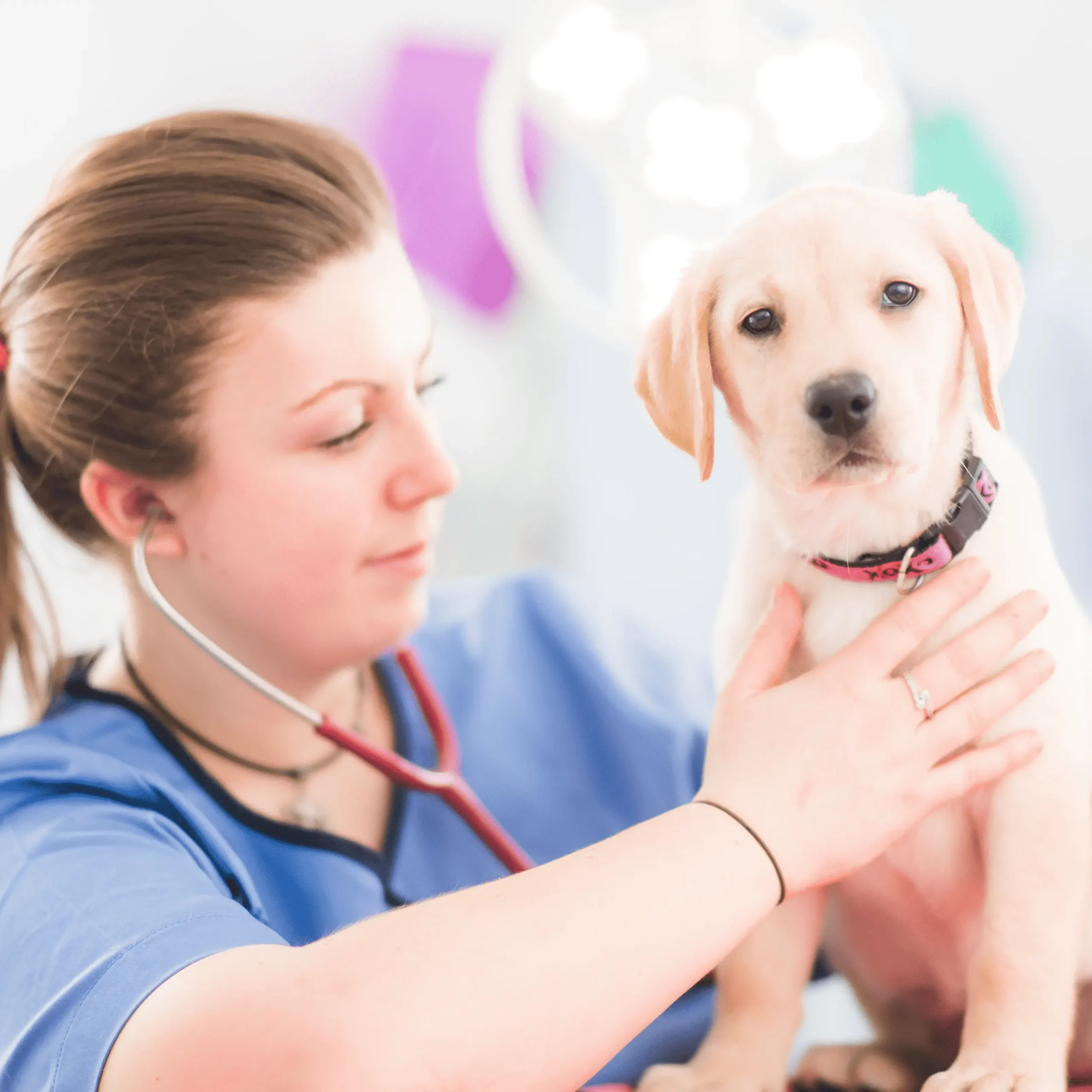 Kedi ve köpek göz sağlığı değerlendirmesinde kullanılan veteriner ürünleri
