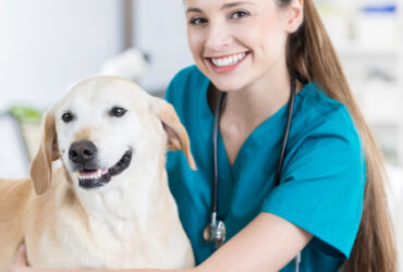 Kedi ve Köpekler İçin Evde Kullanılabilecek Temel Medikal Ürünler