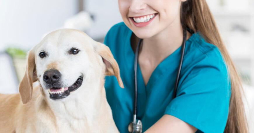 Kedi ve Köpekler İçin Evde Kullanılabilecek Temel Medikal Ürünler